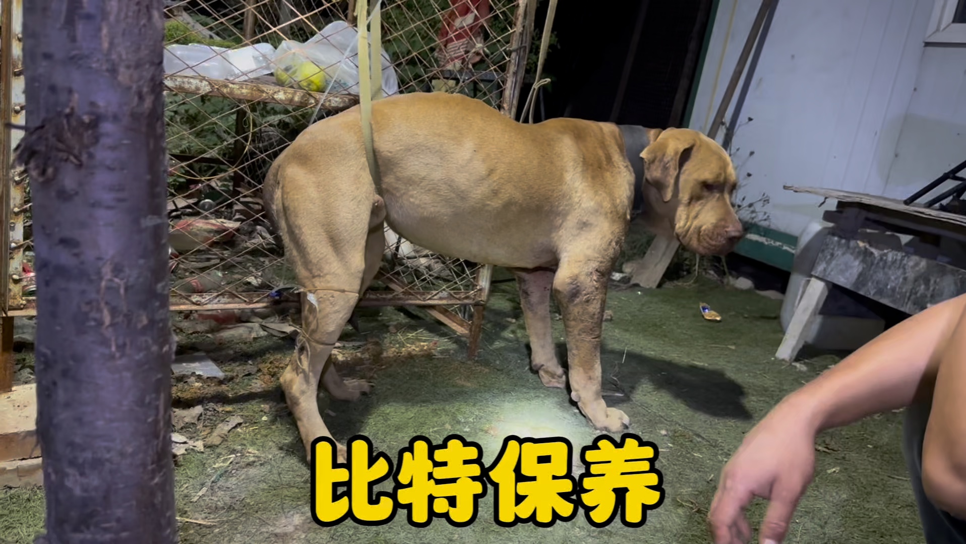 斗犬比特战后都要保养吗? #比特犬 #爱犬