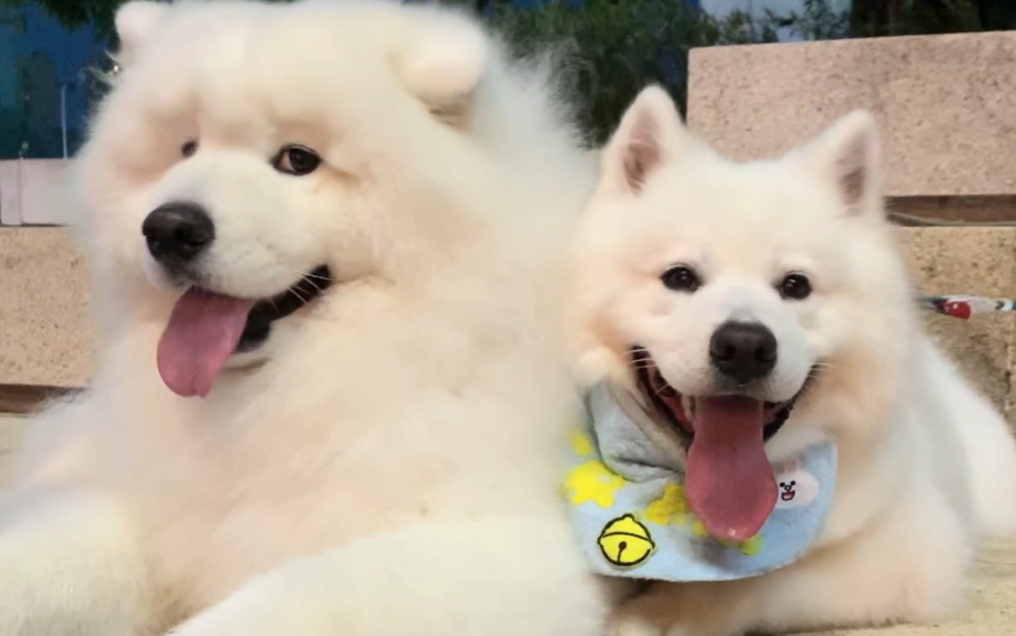 活动  雪橇三傻聚集-西猪回国后的第一位朋友