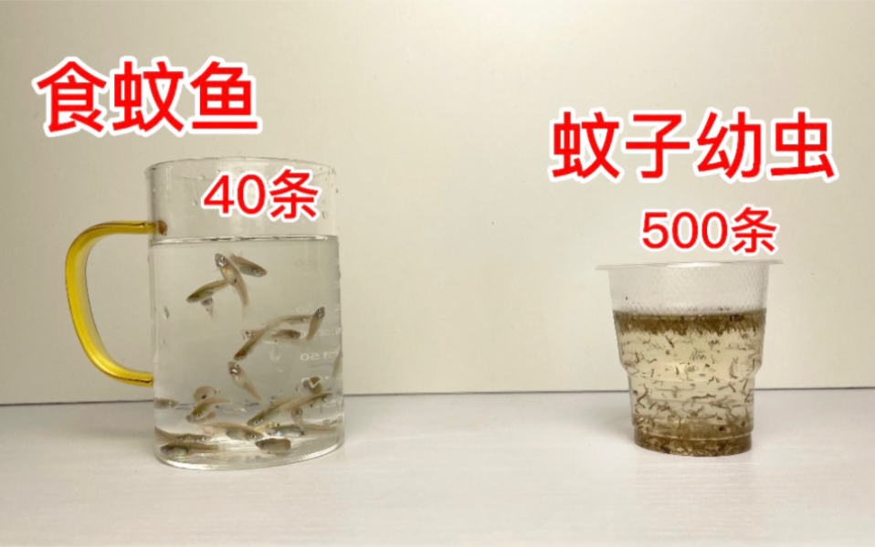 [图]当500条蚊子幼虫遇上40条食蚊鱼，这可怕的血脉压制