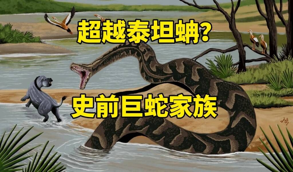 世界第一长蛇,超越泰坦蚺?史前巨蛇家族【御灵苑 蓝星物语】哔哩哔哩bilibili