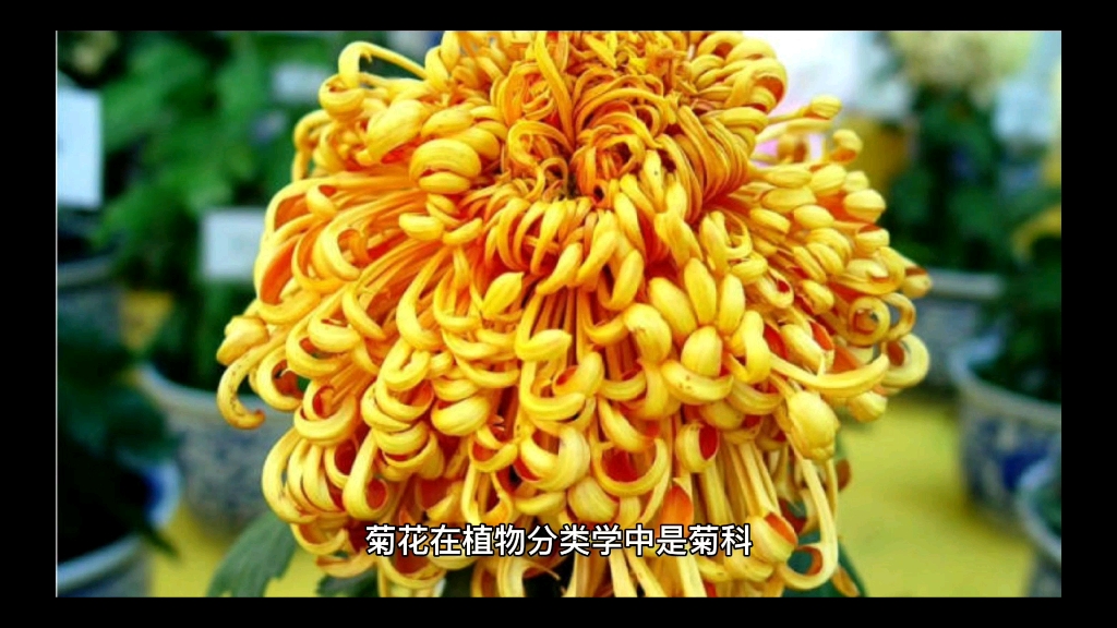 中国十大名花之菊花哔哩哔哩bilibili