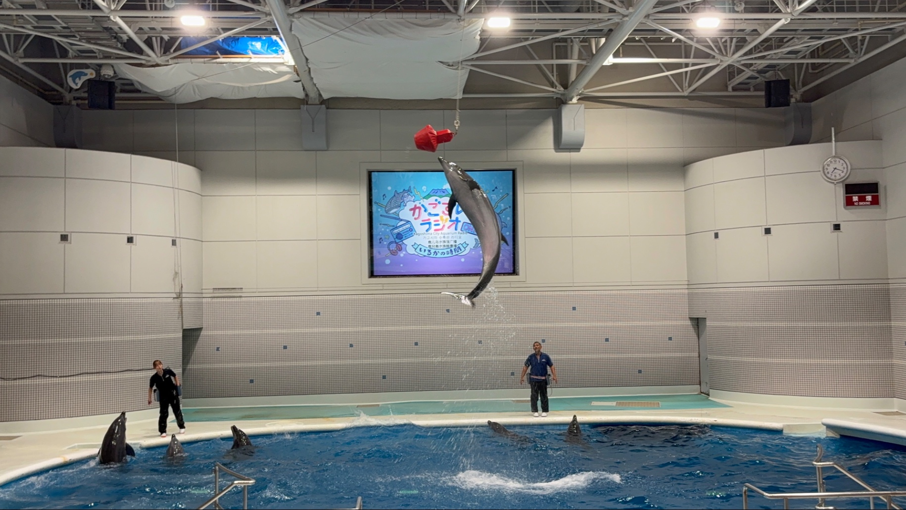鹿儿岛水族馆海豚表演