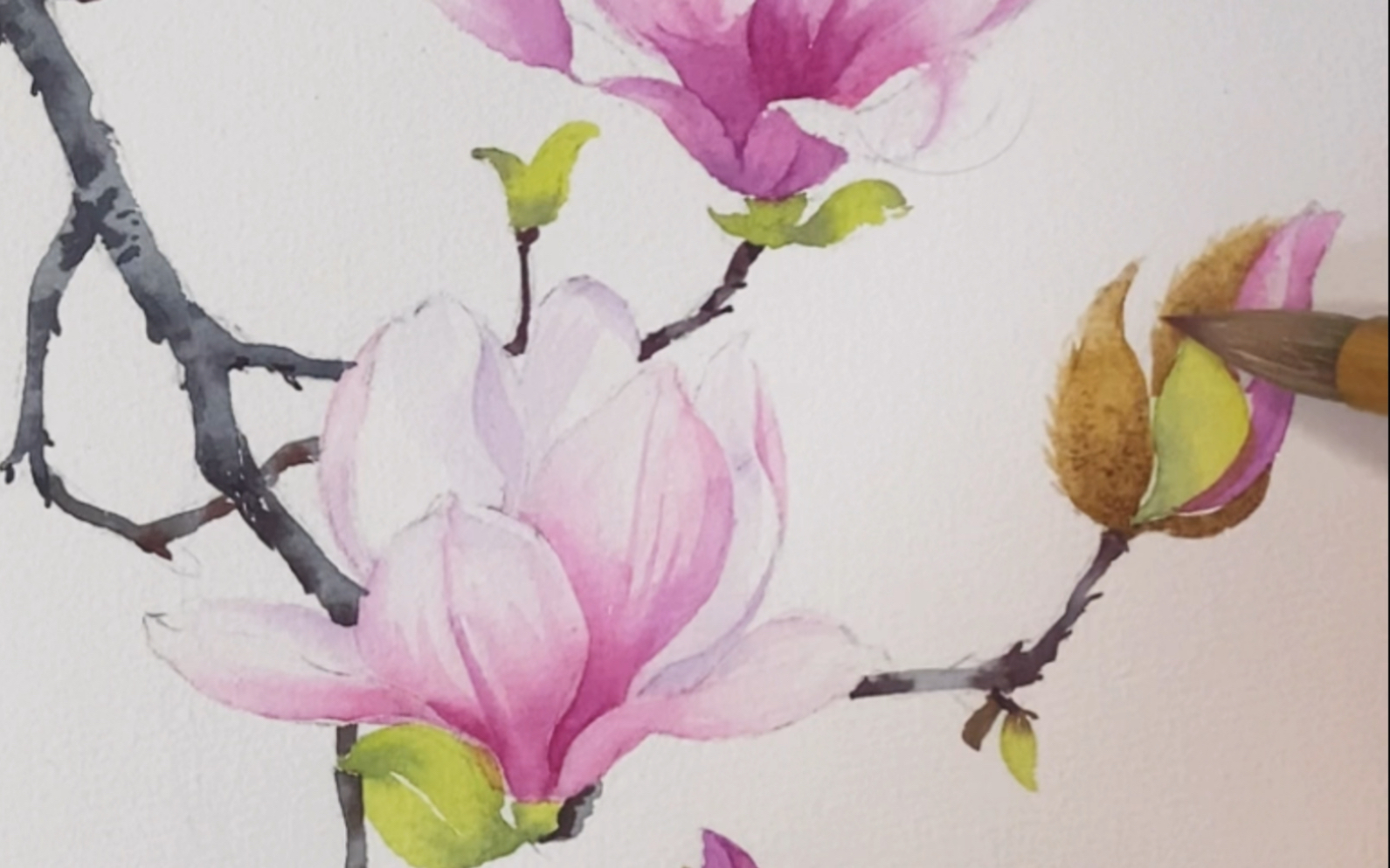 水彩花卉|沉浸式画玉兰花,这幅画是四季花开课程里面的奥