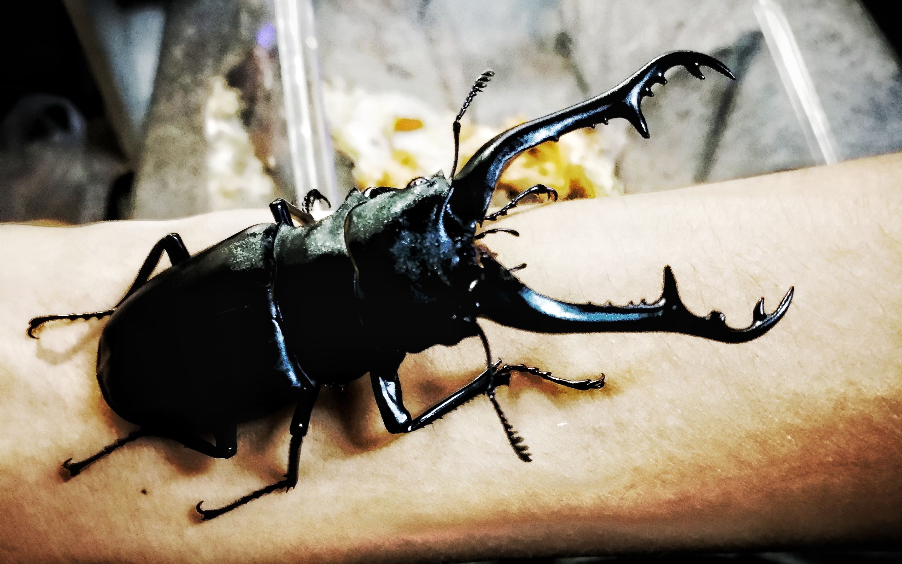 长颈鹿锯锹pgk战南洋大兜虫cc 甲虫