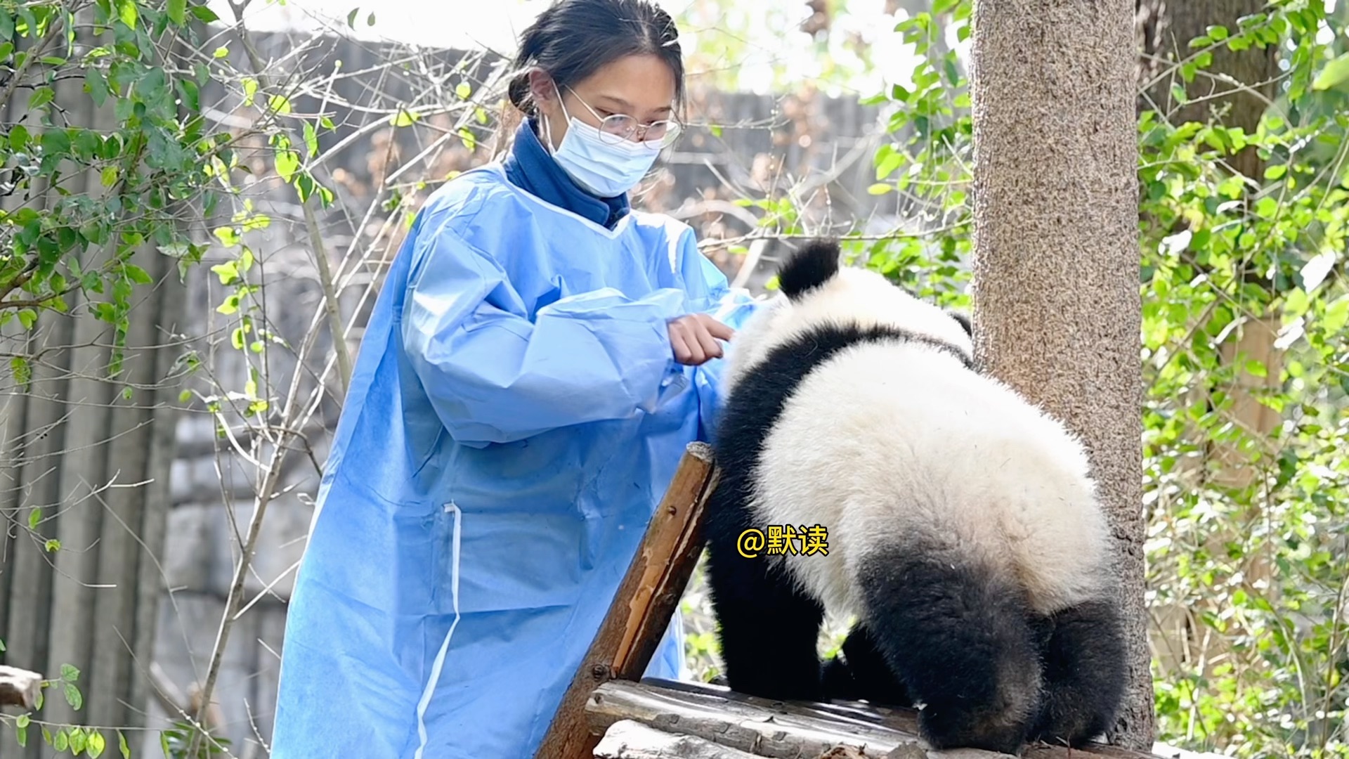 哈喽…妮好被奶妈"骗"回家#大熊猫妮好 #国宝不愧是国宝 #来这吸熊猫