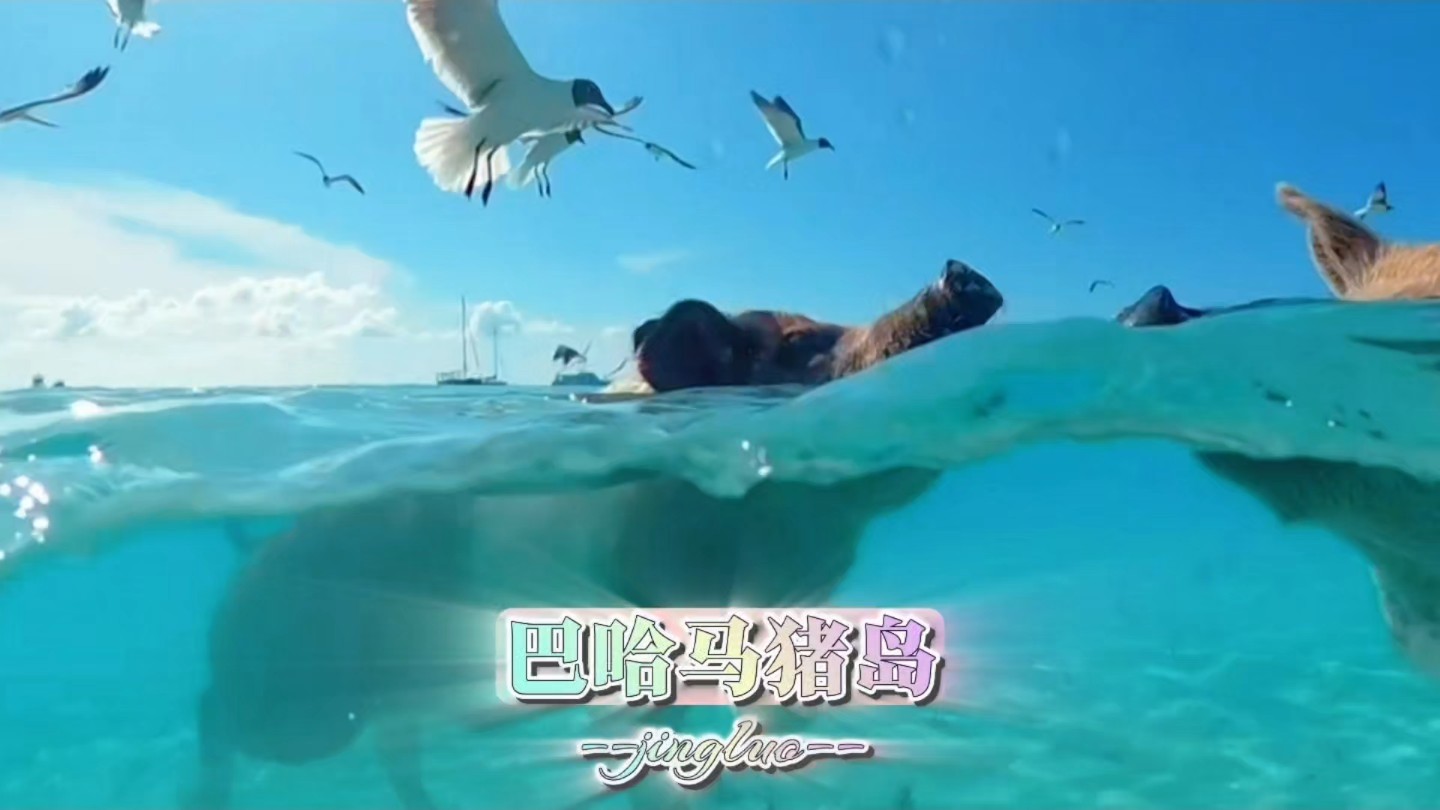 巴哈马猪岛 全世界唯一一个被猪占领的岛