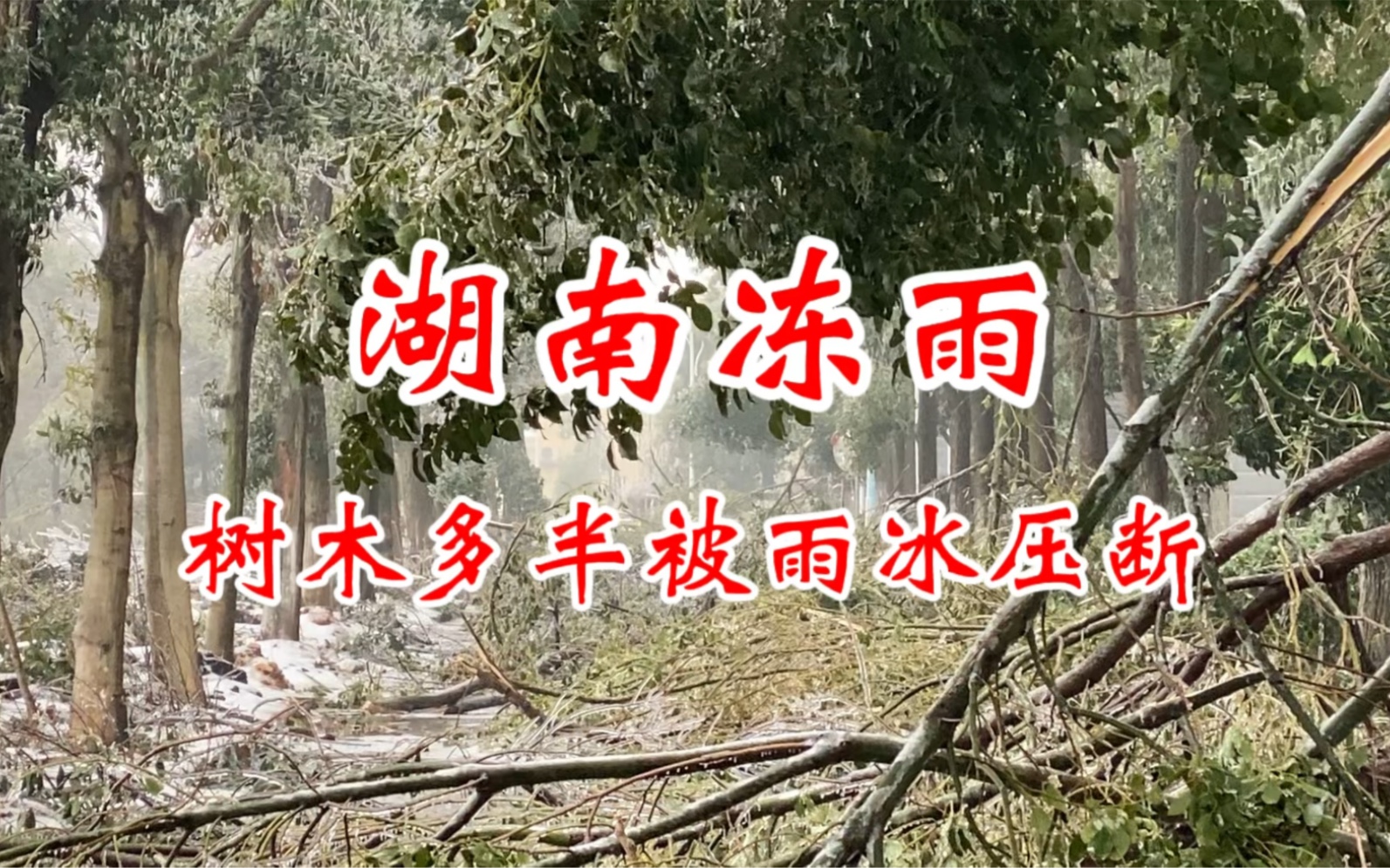 湖南冻雨过后,树木多半废了!