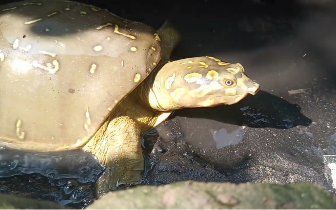 被阿三幼崽扔到臭水沟里玩的北印度箱鳖_哔哩哔哩_bilibili