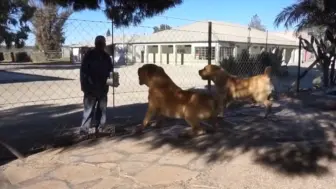 Скачать видео: 猜是啥狗，巨大体型显得人都小了，非常少见