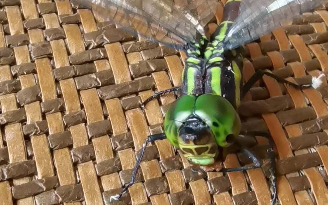 记录一只羽化40天的红褐多棘蜓(雌)