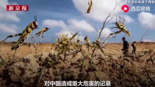 千亿蝗虫到达印度,疯狂吞噬粮食:蝗灾引发多国粮食危机后果不堪设想!专家分析进入中国可能不大哔哩哔哩bilibili