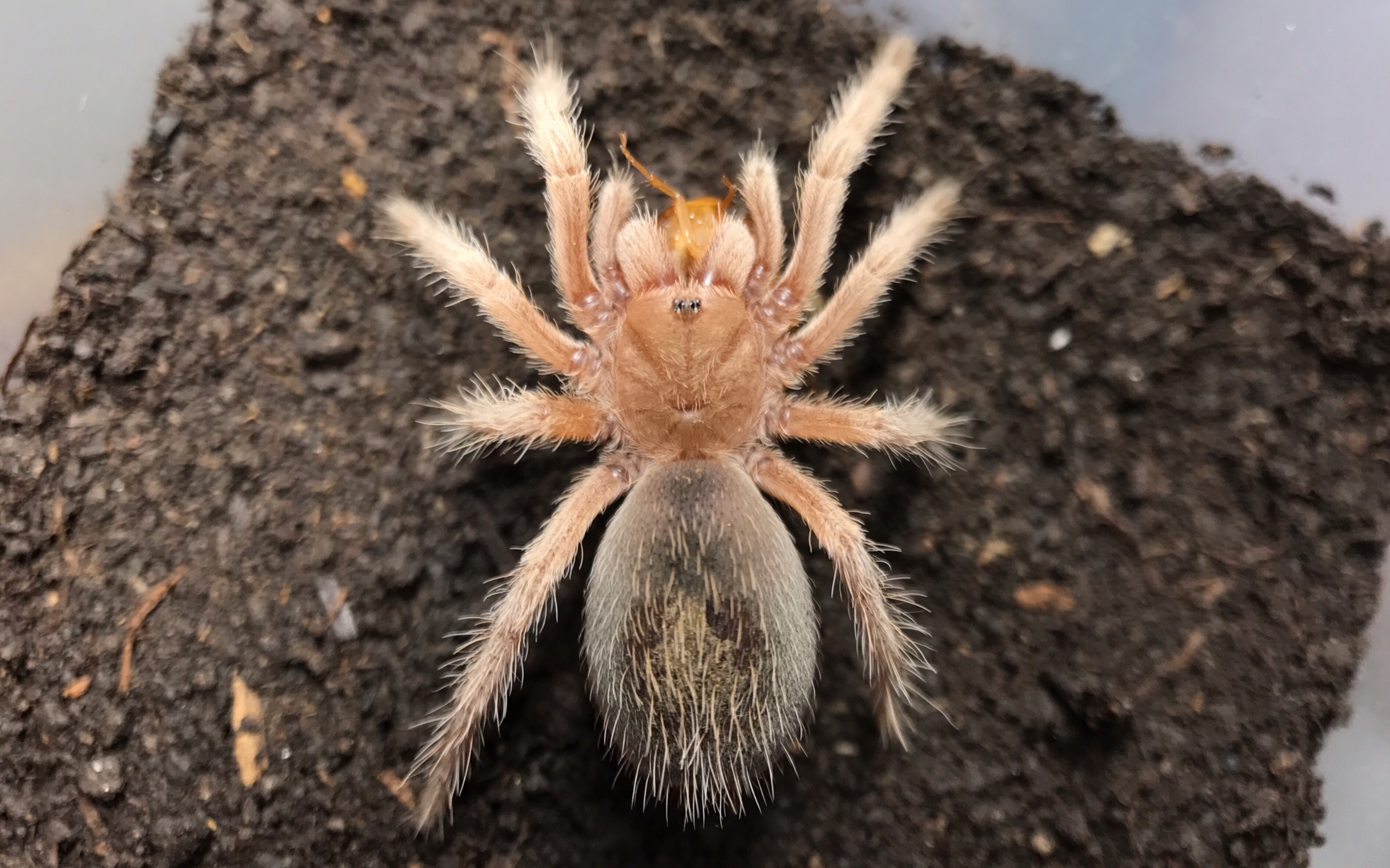 【捕鸟蛛】史上最全最燃的亚成捕食合集