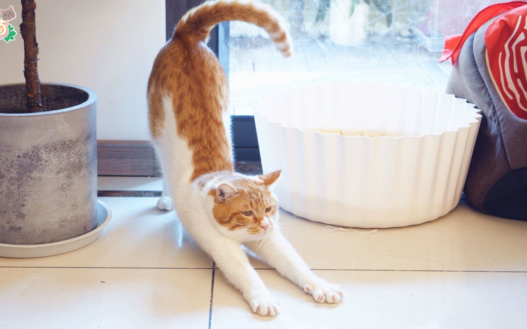 猛虎下山图!小橘猫伸懒腰,太霸气了.