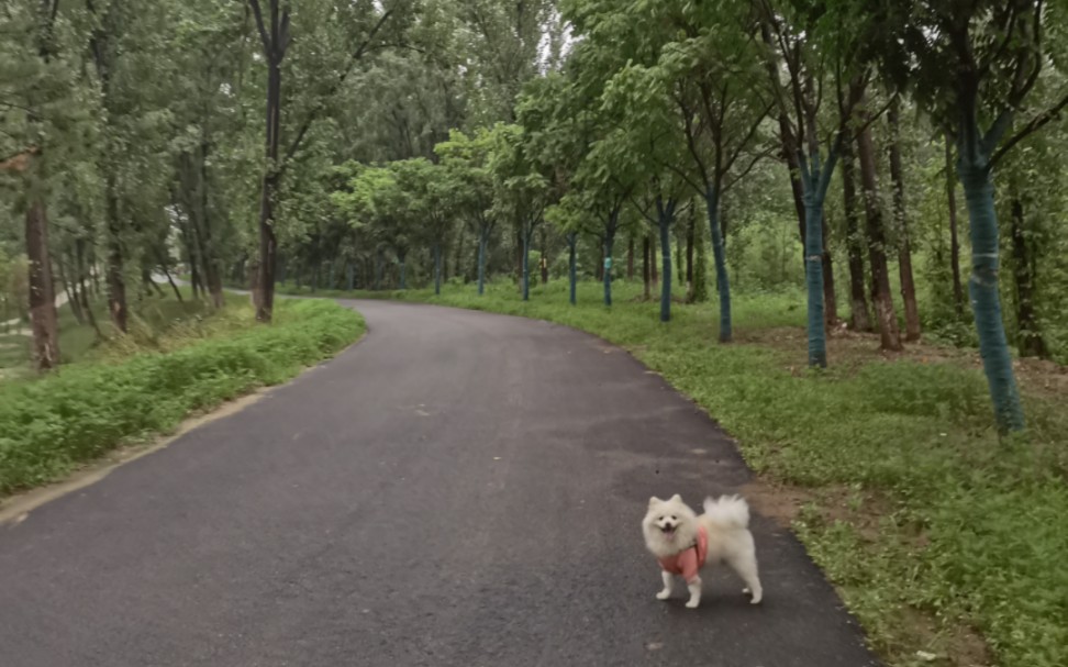 [图]笨崽遛弯儿的下午～