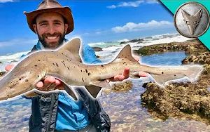 [图]空手抓鲨 ！【Catching a SHARK by HAND!】【生肉】