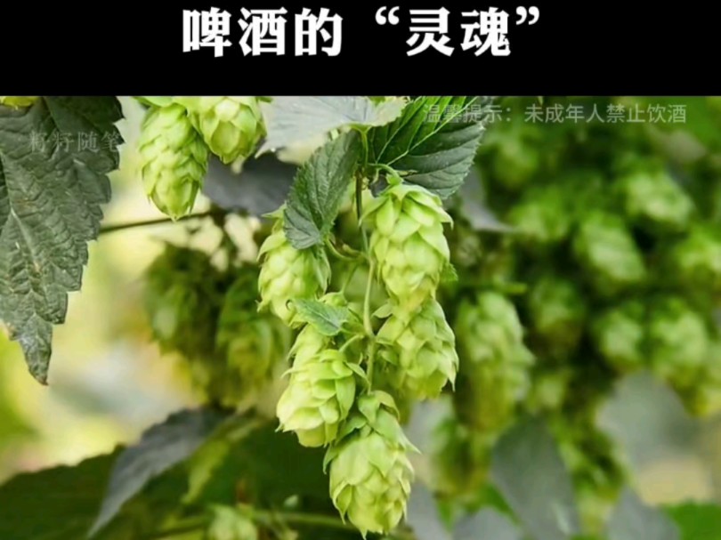 啤酒里面为什么不能缺少啤酒花,这个视频带你揭秘哔哩哔哩bilibili