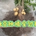 从种植到收获，盆栽土豆种植全过程
