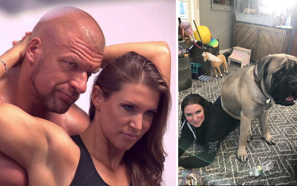 wwe全权夫妇hhh和老婆半夜爱做什么他们养的狗狗竟这么大