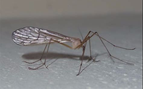 av画质蚊蝎蛉捕食盲蛛