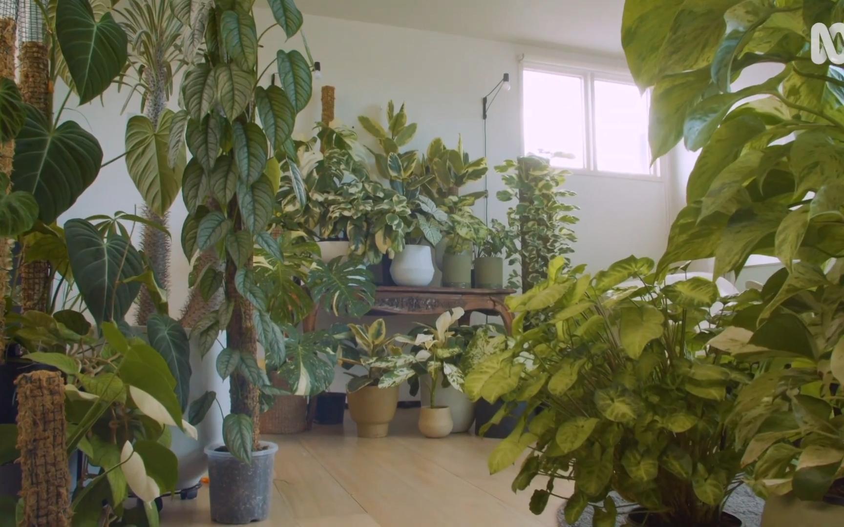 室内植物 植物空间 植物造型美学 家居美学哔哩哔哩bilibili