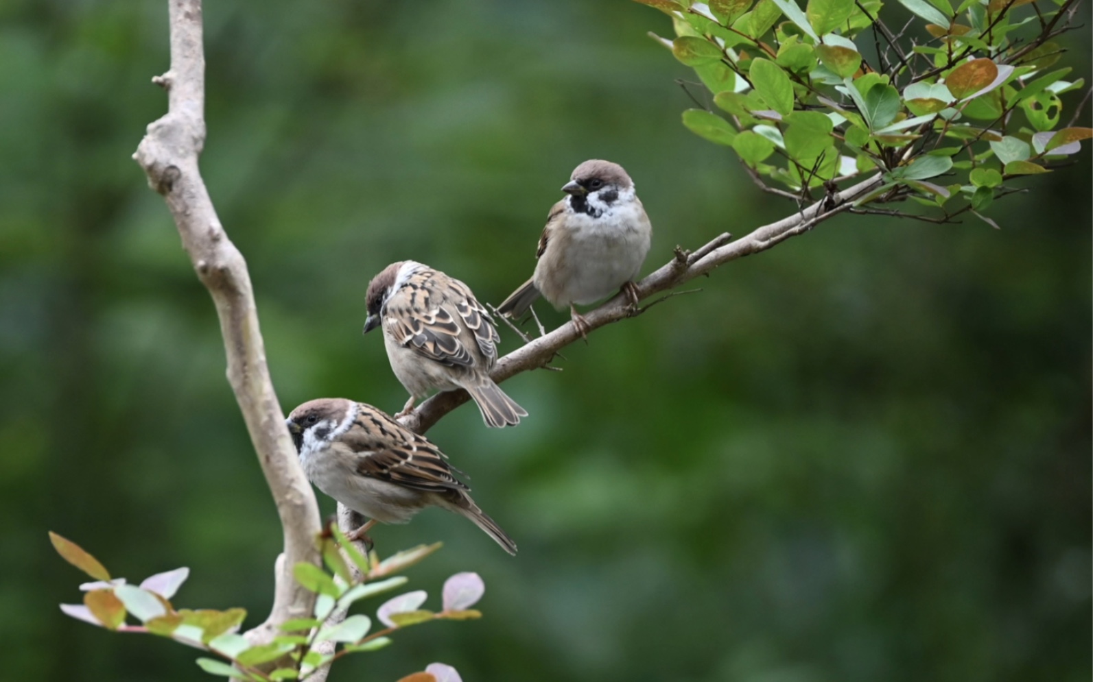 21天摄影打卡:20231023 普通的小麻雀也十分可爱哟!