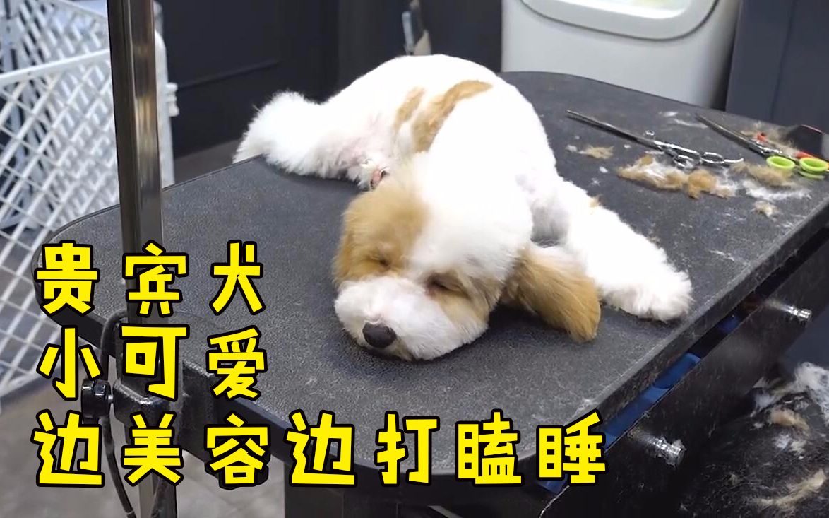 贵宾犬用实力证明,美容不是一件简单的事 |宠物美容@小霸霸TVS哔哩哔哩bilibili