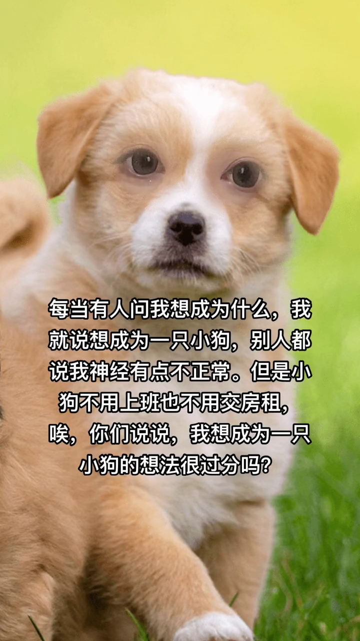 呆萌狗狗打工人很过分吗