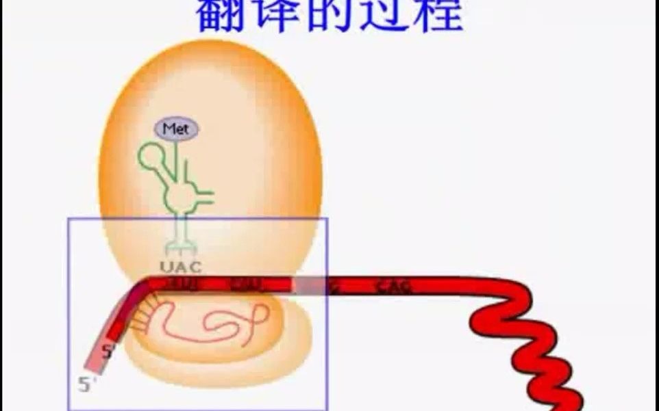 翻译的过程哔哩哔哩bilibili