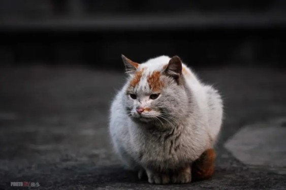 流浪猫不是入侵物种?反映流浪猫危害的论文被质疑说是学术造假?某个群体就不要来硬洗了哔哩哔哩bilibili