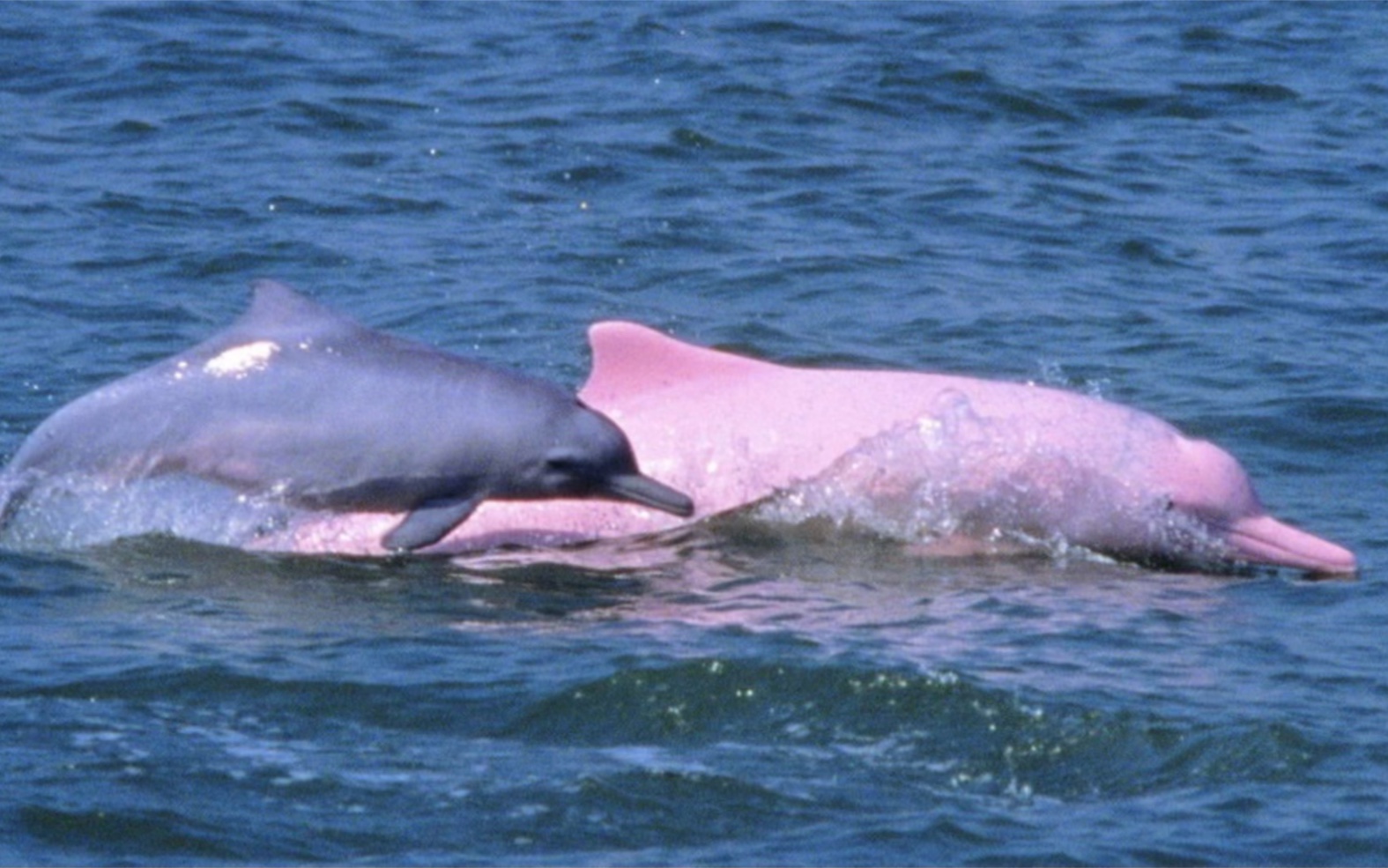 海上惊现多条粉红色海豚,祝所有看到的人好运爆棚哦!