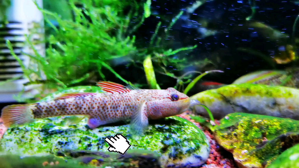 星条旗合体了白面