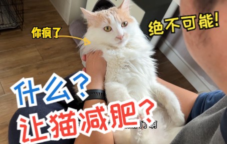 出门的日子遥遥无期,今天起要让猫咪紧衣缩食,勒紧裤腰带过日子了哔哩哔哩bilibili