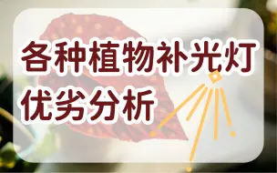 Download Video: 各种植物补光灯优劣分析，以及关于24h补光的讨论（上）