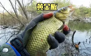 Скачать видео: 野钓：大河拐角处传统钓，枯枝重障下能藏多少鱼，板鲫连连很得劲