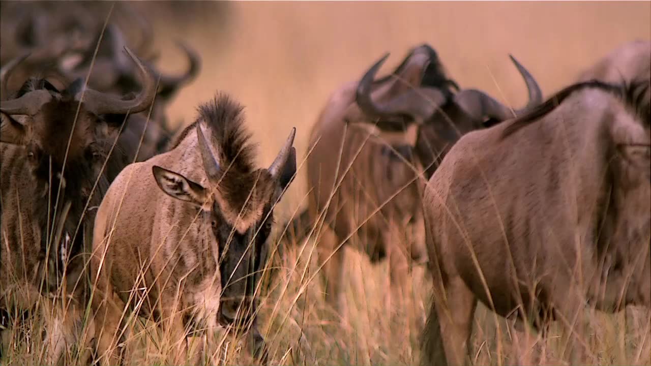 生肉中文字幕大迁徙觅食求生greatmigrationsfeastorfamine