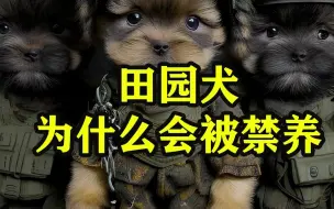 Download Video: 田园犬为什么会被禁养