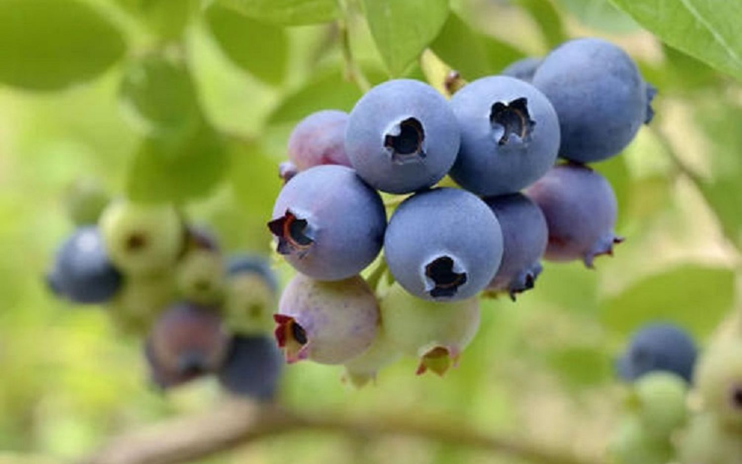 蓝莓熟了好吃绍兴鉴湖镇赵婆岙村蓝莓熟了一串串带着雨珠的紫色蓝莓在