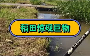 稻田惊现路亚巨物！