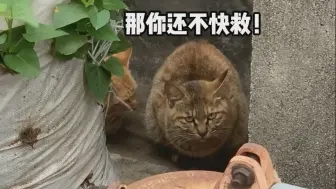 Download Video: 救一只掉进17米深烟囱管道好几天的小猫，猫妈还在在旁边监督