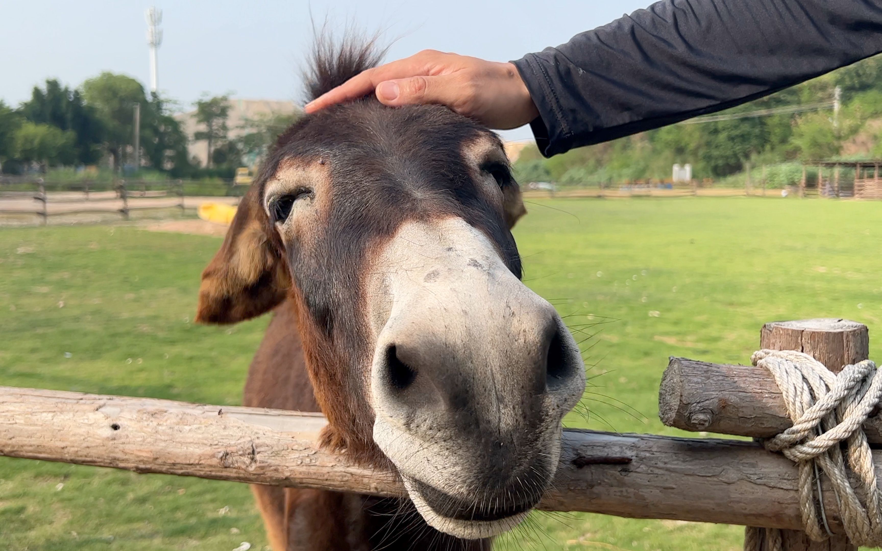 美食up养了头驴,ray的户外烤肉场上线,大活儿终于要来了