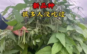 Descargar video: 大娘从四川买回来的新品种豆角苗，很多人没有见过，来认识一下