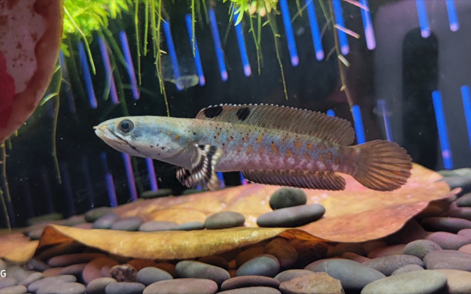 幻彩红宝石雷龙鱼,换水草灯