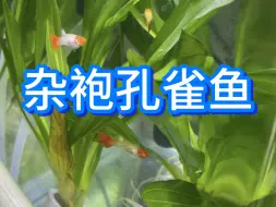 Tải video: 孔雀鱼哪个品种最好养