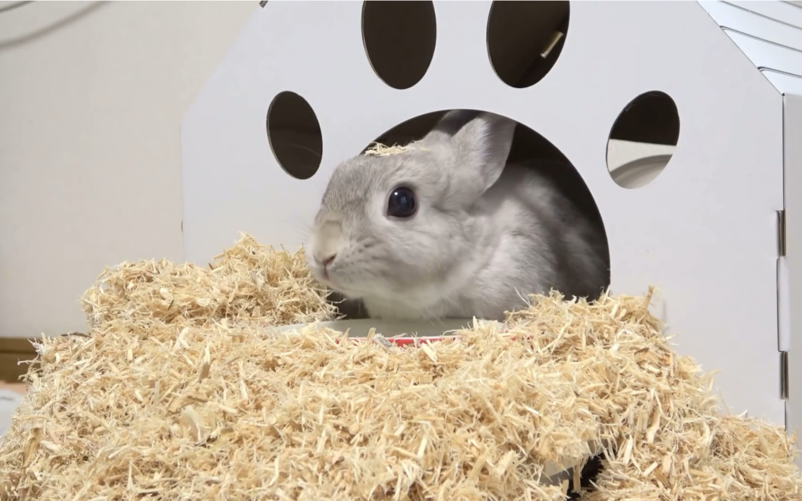 啵啵夏天就是应该在家里睡觉的