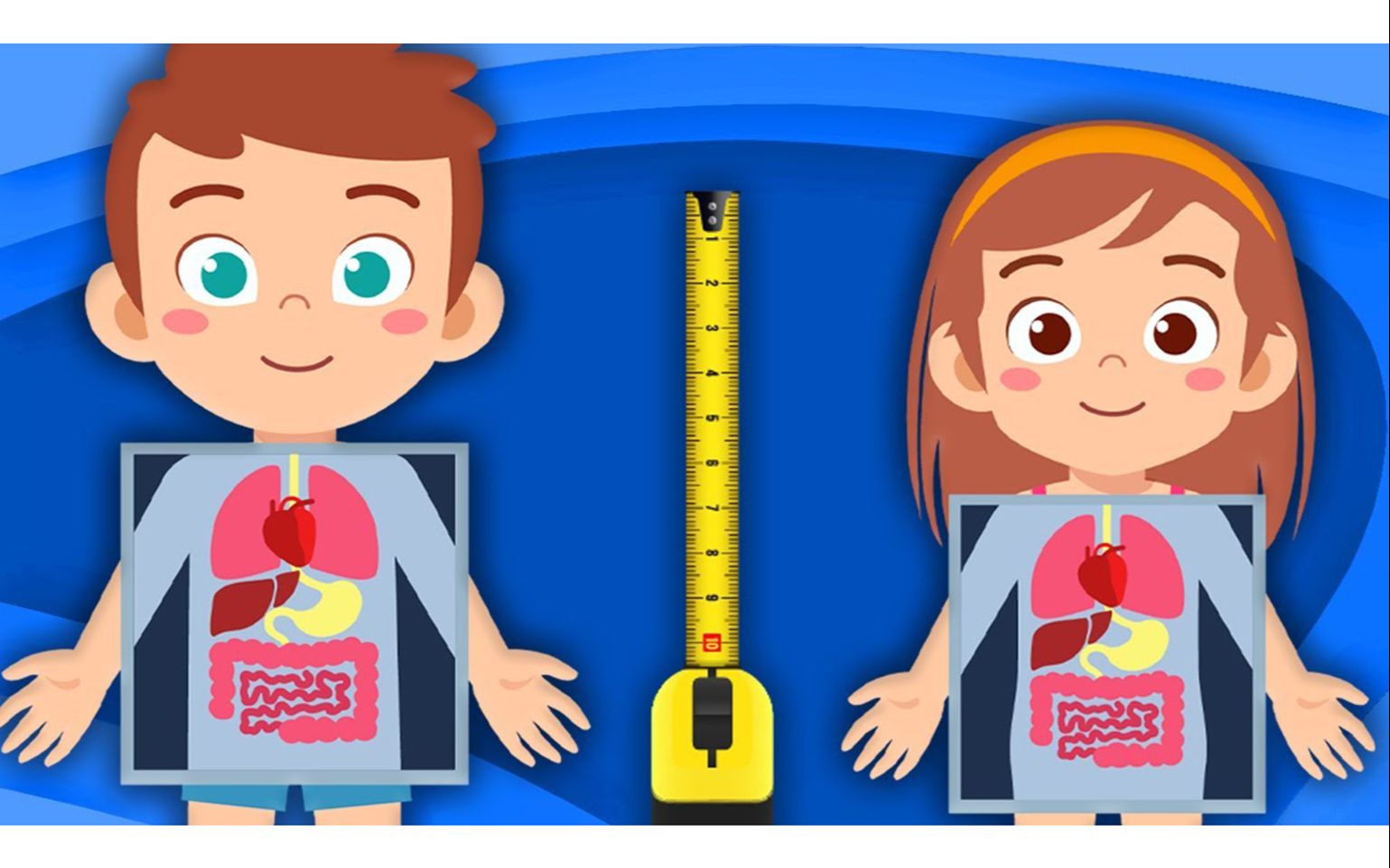 [图]How Big Are The Organs In YOUR Body？ ｜ Human Body Size Comparisons ｜ KLT Anatomy