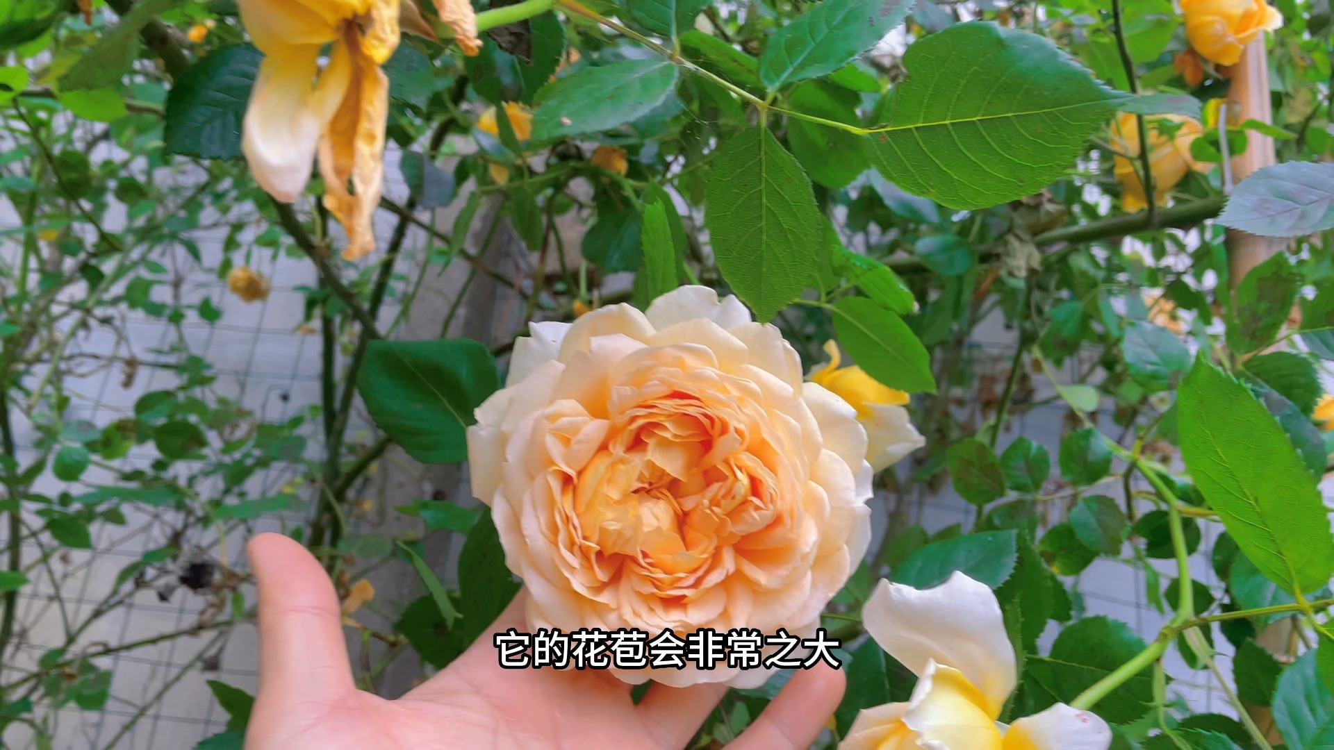 今日推薦薔薇品種:黃金慶典