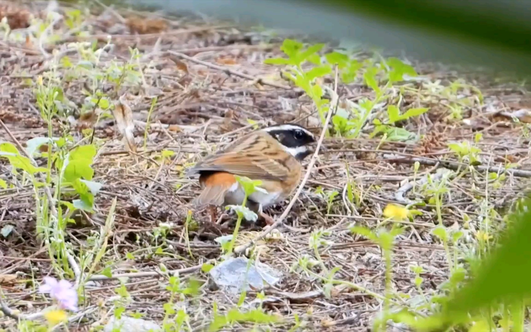 p1000观鸟-林间觅食的五道眉