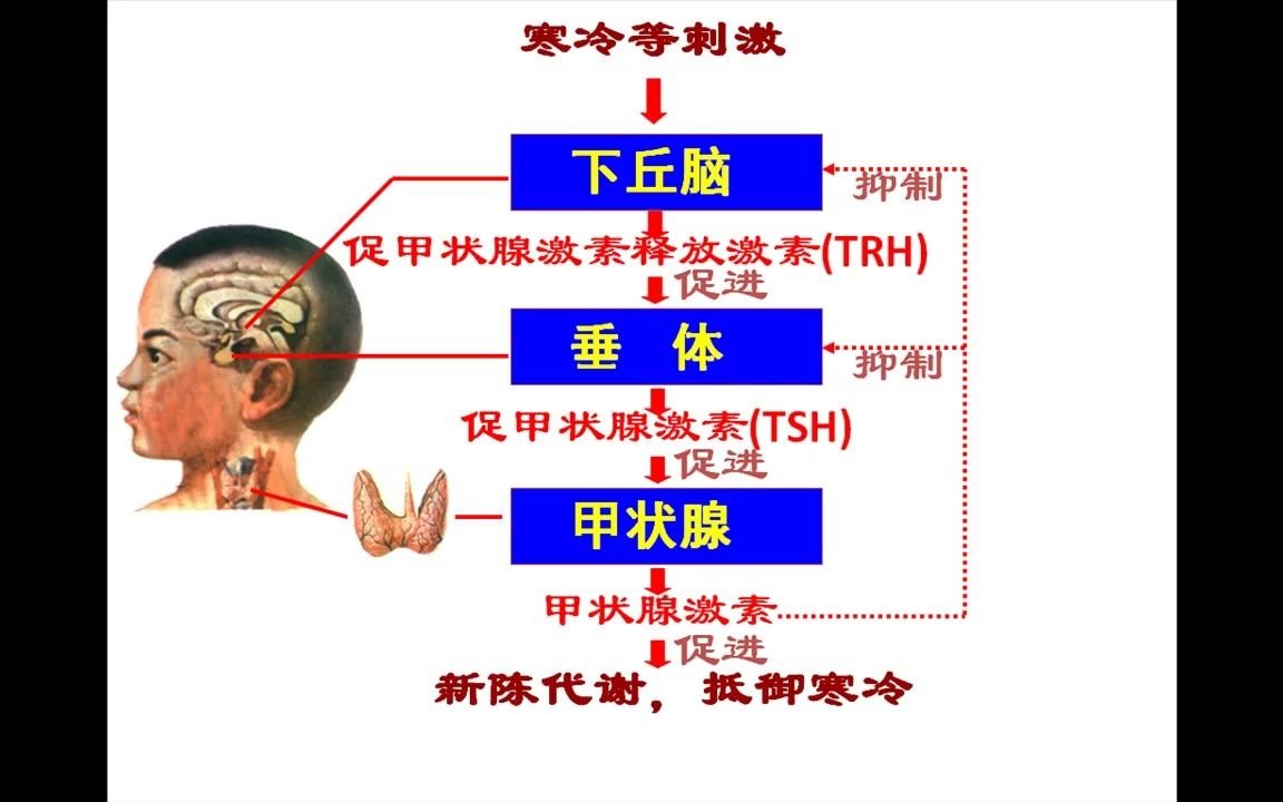 微课神经系统的分级调节与反馈调节哔哩哔哩bilibili