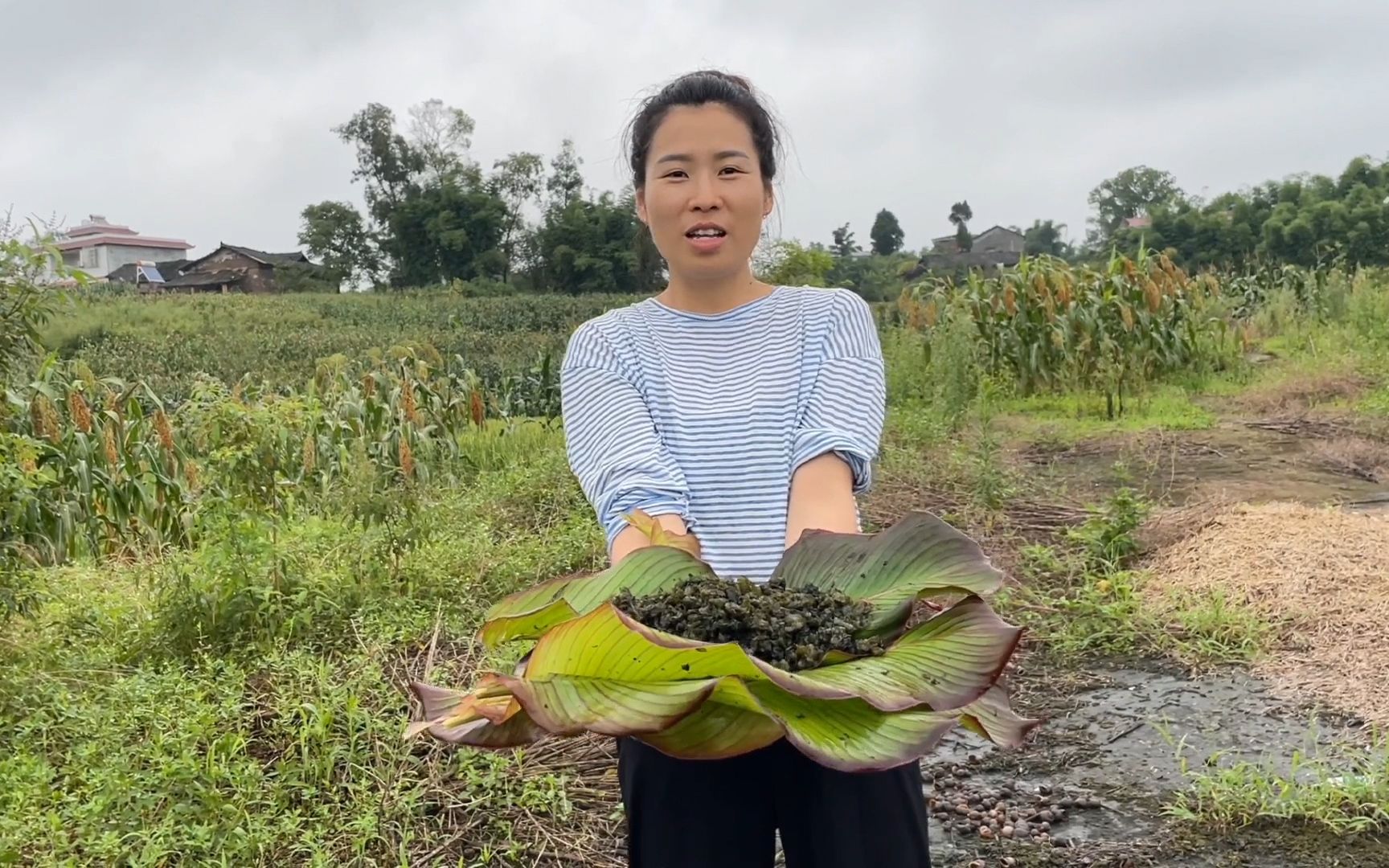 农村暴雨之后翠花出门找野菜,第一次炒地木耳吃,味道真是鲜美