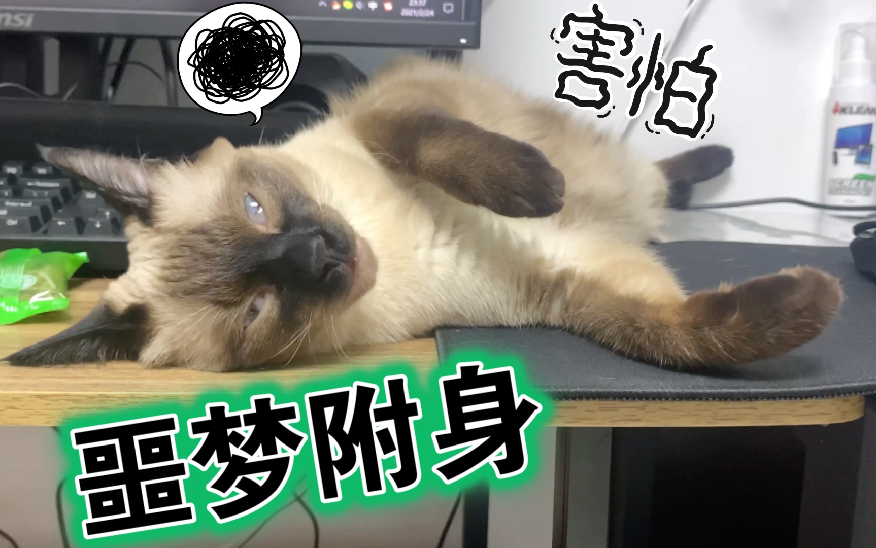 正在做噩梦的可爱暹罗